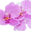 New Bijou Brigitte Fermaglio per capelli - Purple Orchid